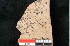 Foto (Detailansicht) von Sequoia couttsiae Heer (NHMW-GEO-2024-0188-8257)